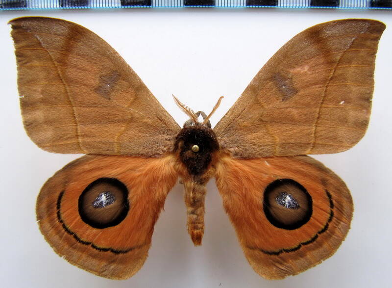 automeris_amoena_m_bresil-standard.jpg