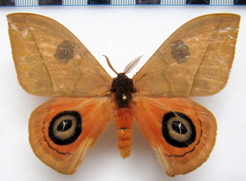 automeris_amonea_gf_m-standard.jpg