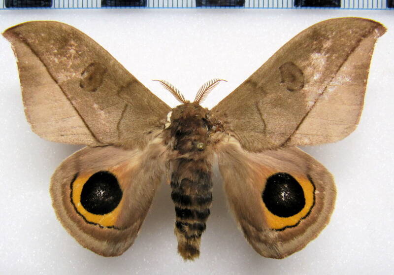 automeris_annulata_gf_m-standard-7s9vlt.jpg
