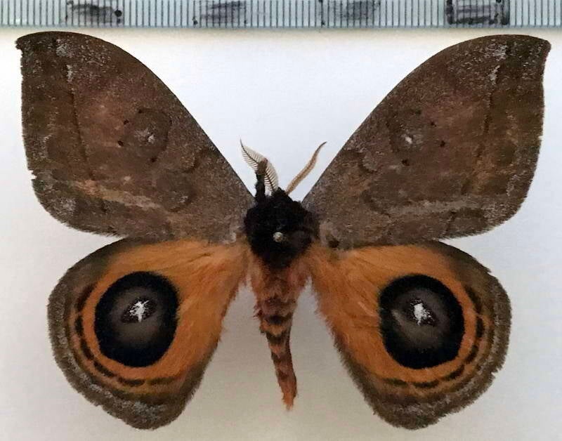 automeris_banus_argentifera_m_eq-standard-pfj8z7.jpg