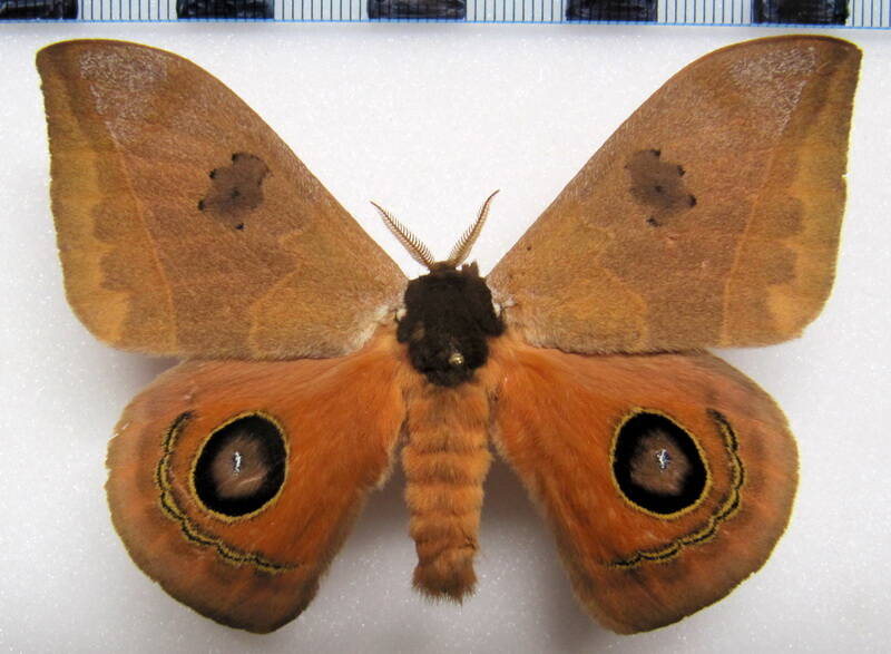 automeris_cinctistriga_gf_m-standard.jpg