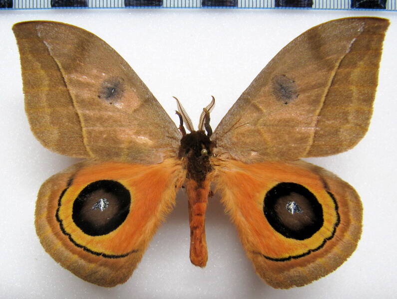 automeris_coresus_arg_m02-standard.jpg