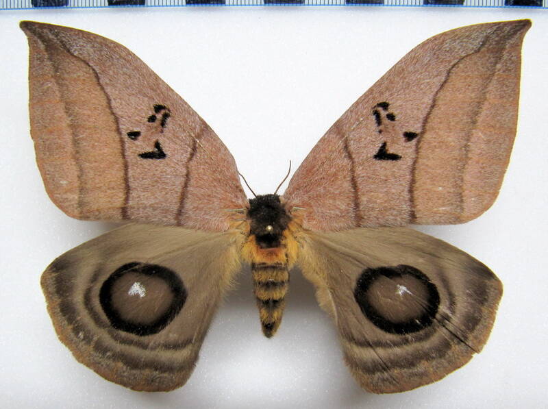 automeris_curvilinea_gf_f-standard.jpg