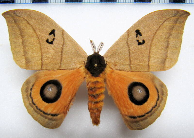 automeris_curvilinea_gf_m-standard.jpg