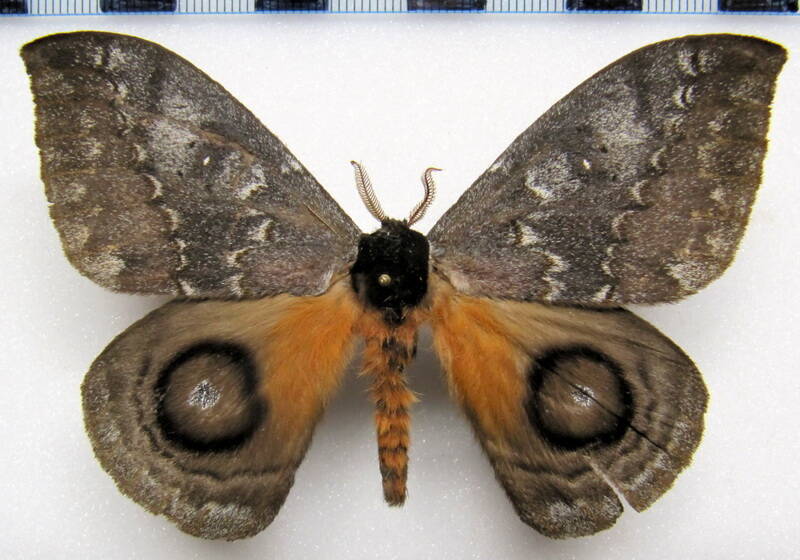 automeris_denticulata_eq_m-standard.jpg
