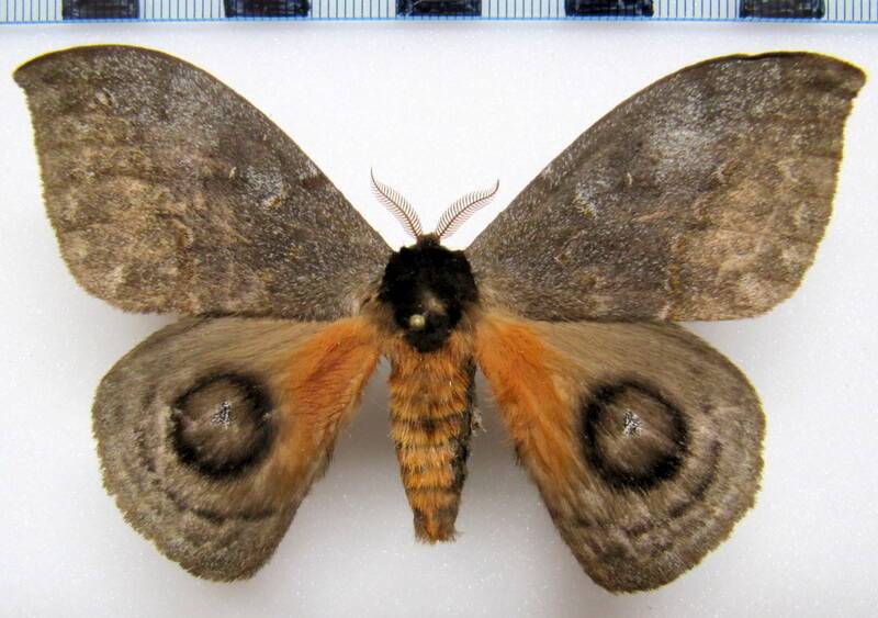 automeris_denticulata_eq_m02-standard.jpg