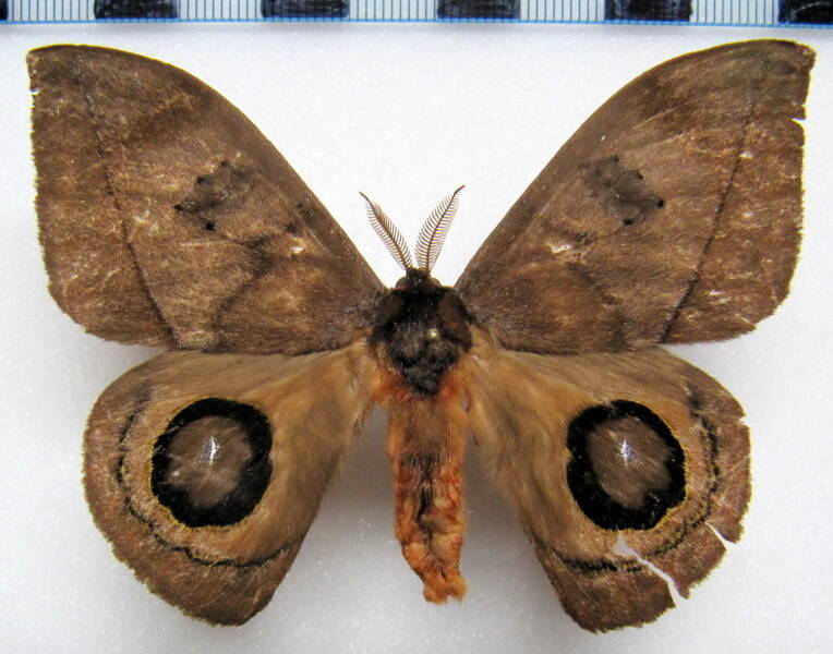 automeris_duchartrei_eq_m-standard.jpg