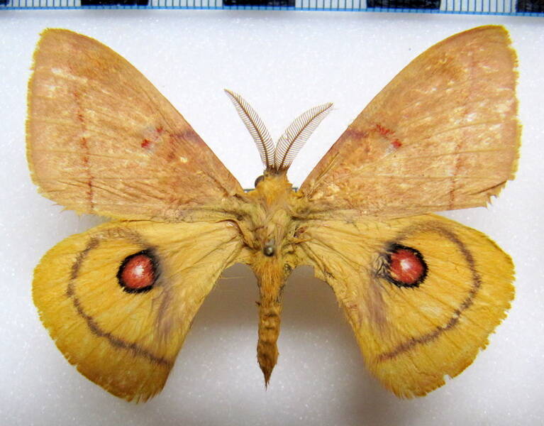 automeris_erythraea_chili_m01-standard.jpg
