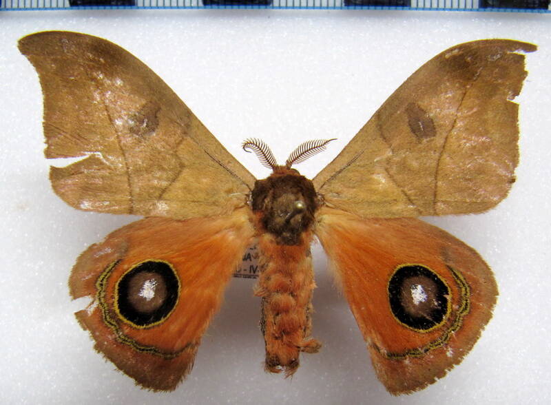 automeris_hamata_bol_m-standard.jpg