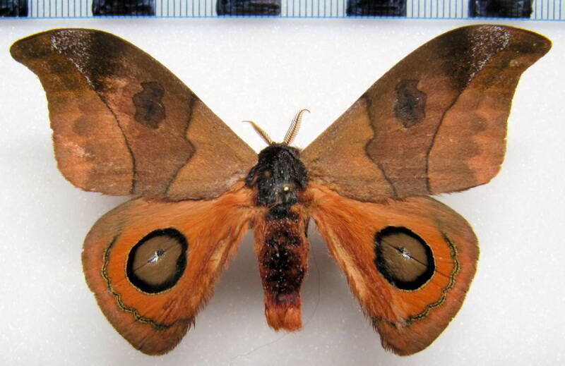 automeris_hamata_eq_m-standard.jpg