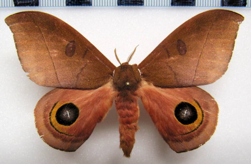 automeris_innoxia_gf_m-standard.jpg