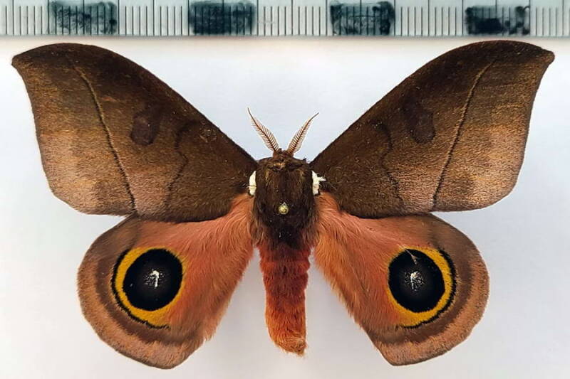 automeris_innoxia_m02_eq-standard.jpg