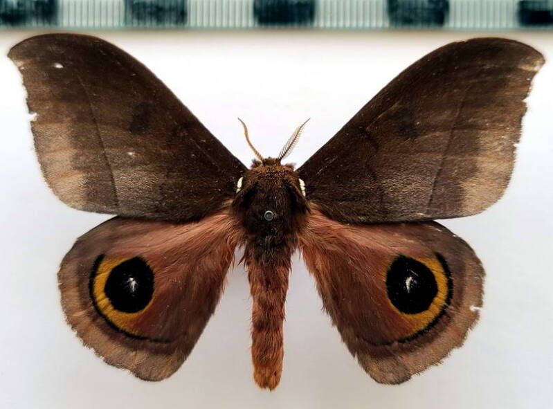 automeris_innoxia_m_eq-standard.jpg
