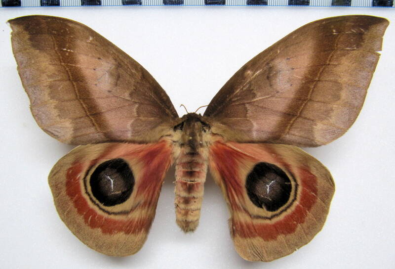 automeris_janus_gf_f-standard.jpg