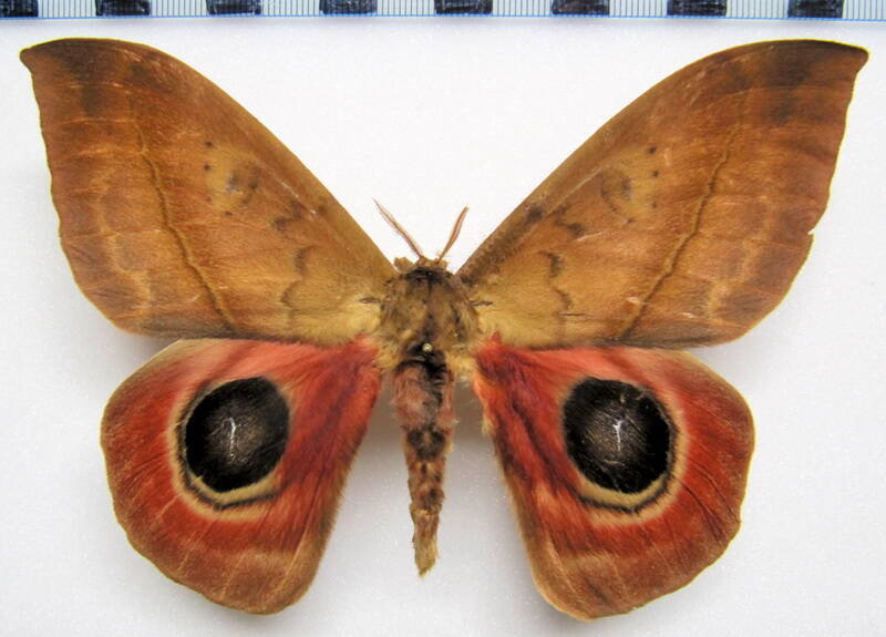 automeris_janus_gf_m02-standard.jpg