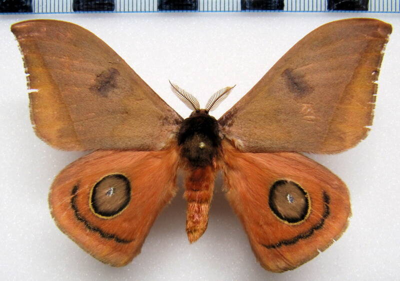 automeris_jucundoides_gf_m-standard.jpg