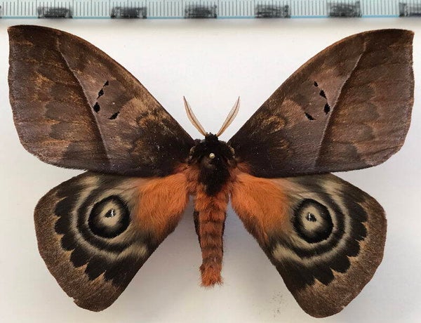 Automeris larra mâle Equateur