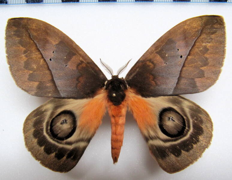 automeris_larra_gf_m-standard.jpg