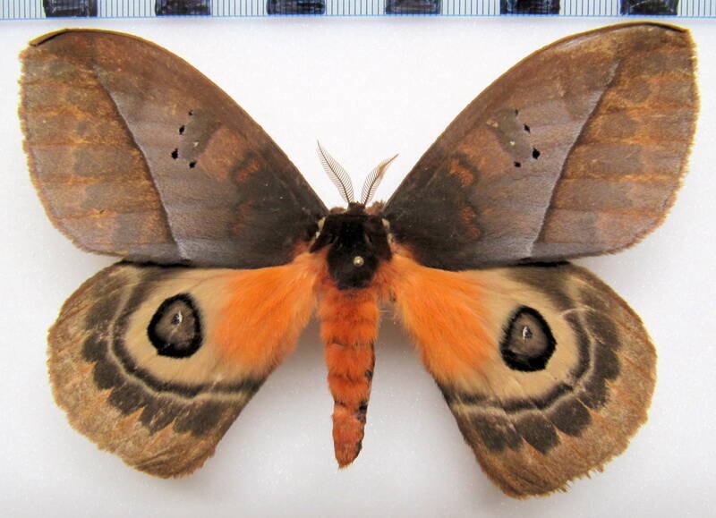automeris_larra_gf_m02-standard.jpg