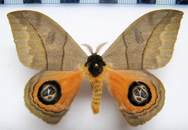 Automeris liberia mâle A1- Equateur