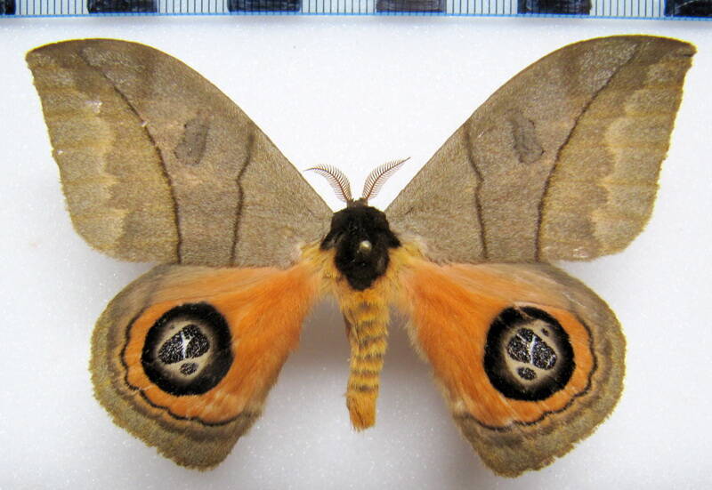 automeris_liberia_eq_m-standard-7hrchy.jpg