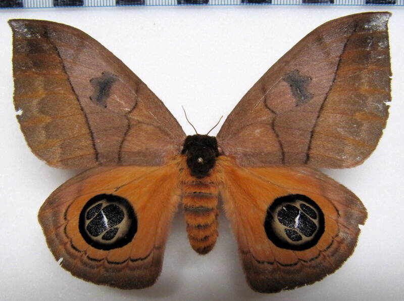 automeris_liberia_f_gf-standard.jpg
