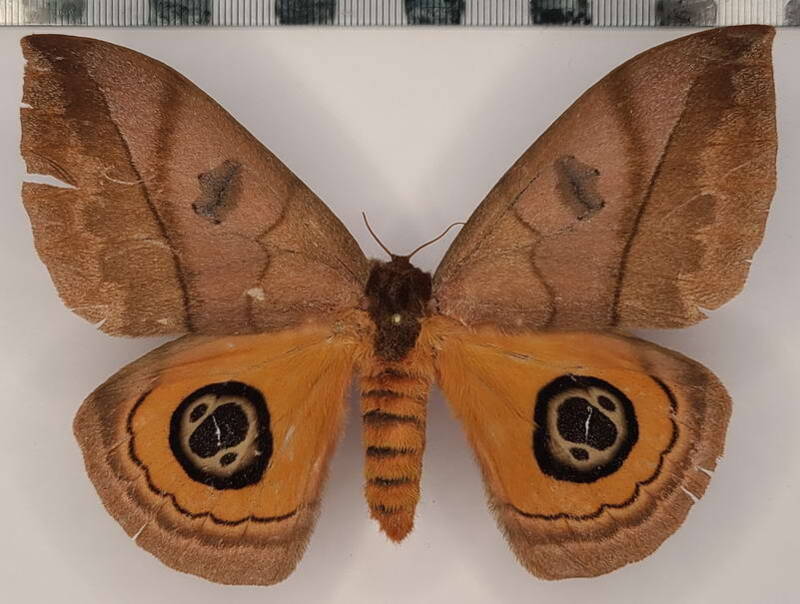automeris_liberia_f_vnz-standard.jpg