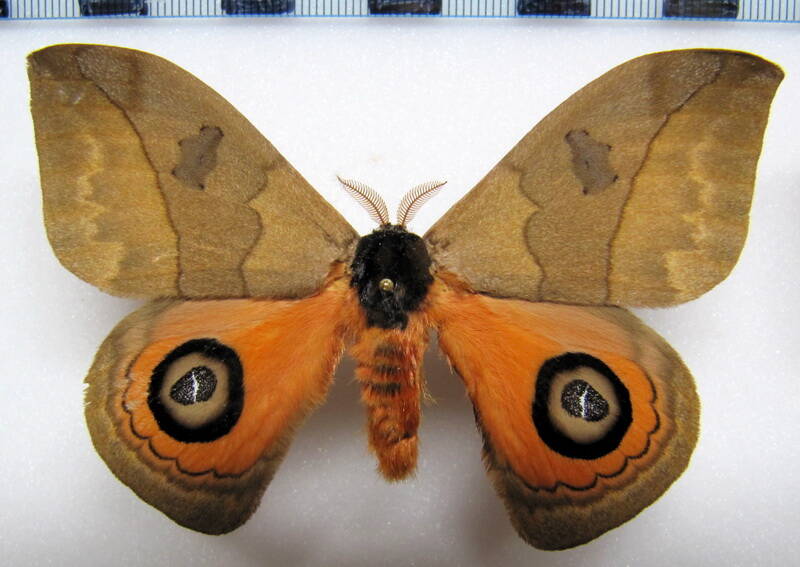 automeris_liberia_gf_m01-standard.jpg