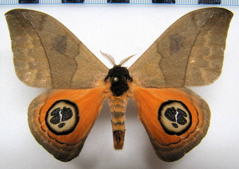 automeris_liberia_gf_m02-standard.jpg