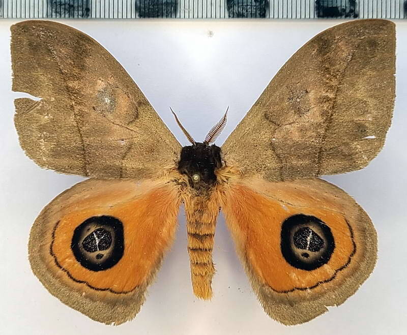 automeris_liberia_m_vnz-standard.jpg