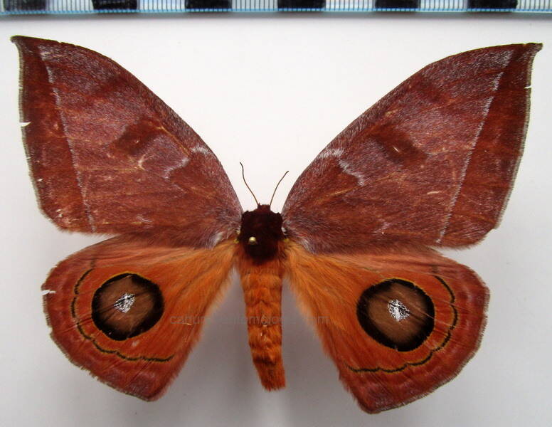 automeris_midea_f_gf-standard.jpg