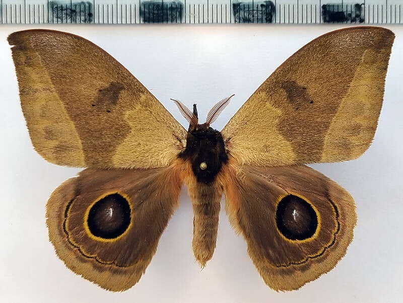 Automeris midea mâle A1- Equateur