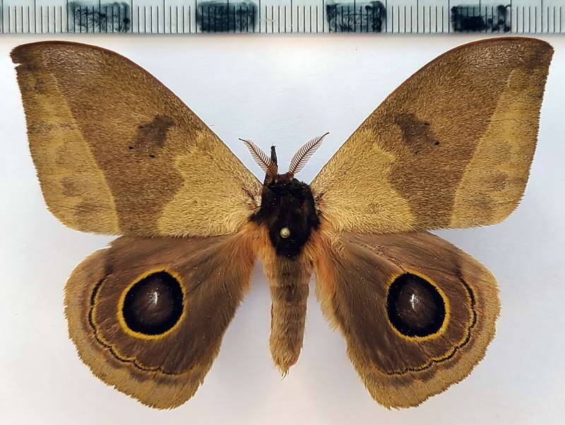 automeris_midea_m03_eq-standard-h5n7wr.jpg