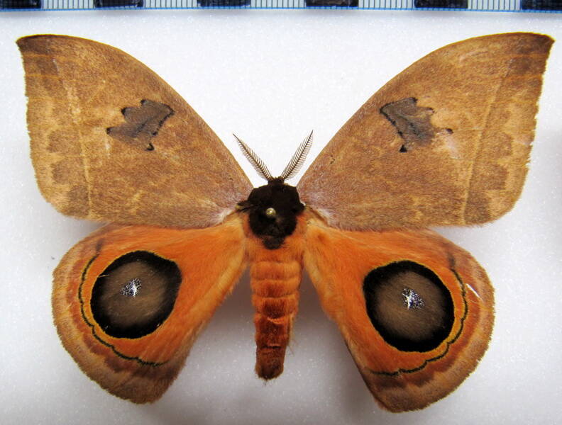 automeris_moresca_gf_m01-standard.jpg