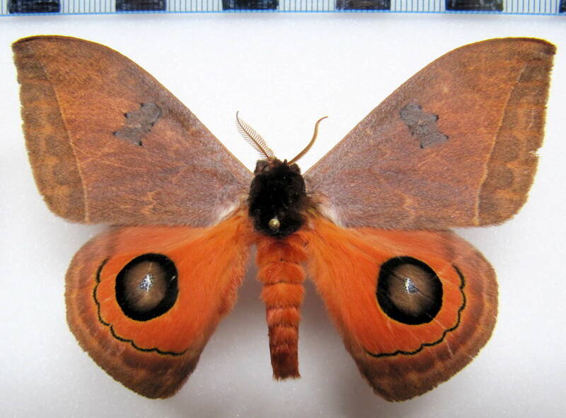 automeris_moresca_gf_m02-standard.jpg