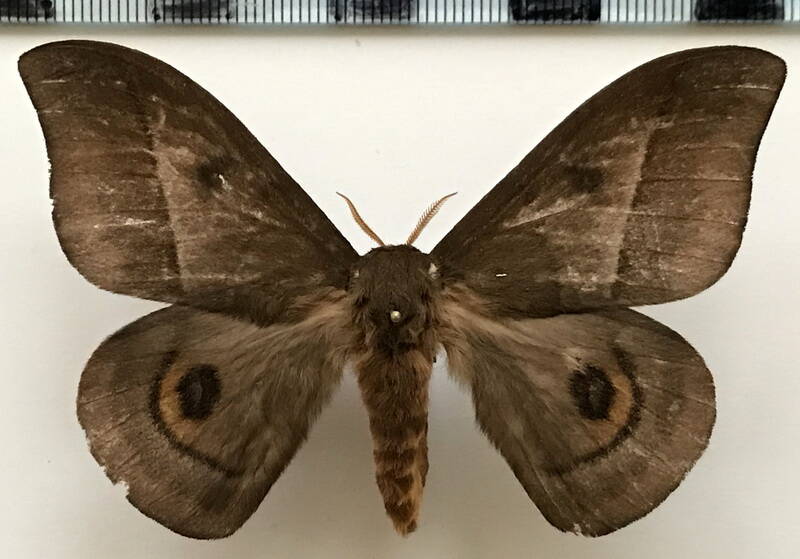 automeris_napoensis_m_eq-standard.jpg
