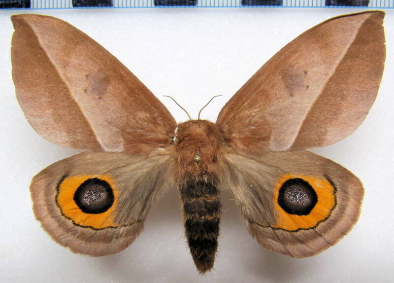 automeris_naranja_arg_f-standard.jpg