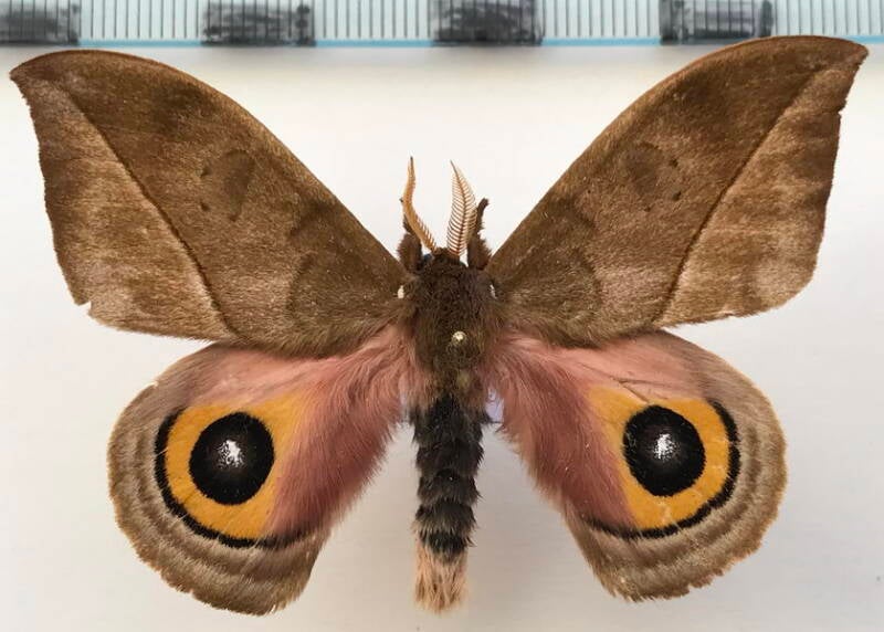 automeris_parapinchenchis_m_eq-standard.jpg