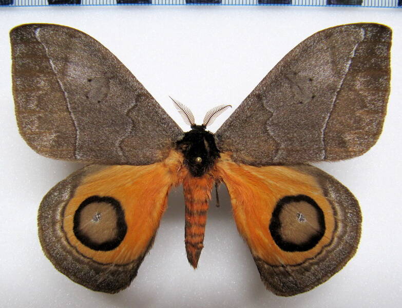 automeris_watsoni_gf_m-standard.jpg
