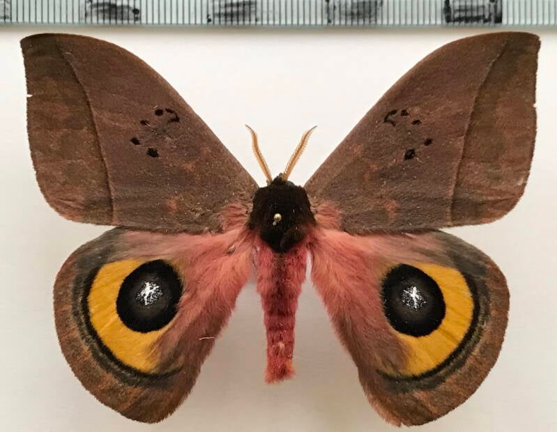 automeris_zaruma_m_eq-standard.jpg