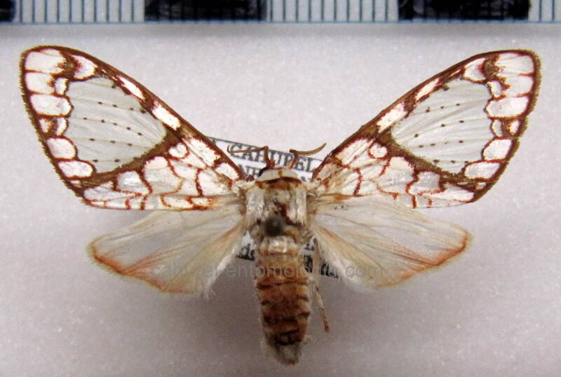 azatrephes_discalis_f_gf-standard.jpg