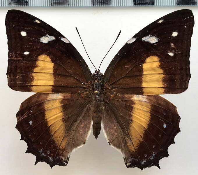 baeotus_aeilus_f_gf_2-standard.jpg
