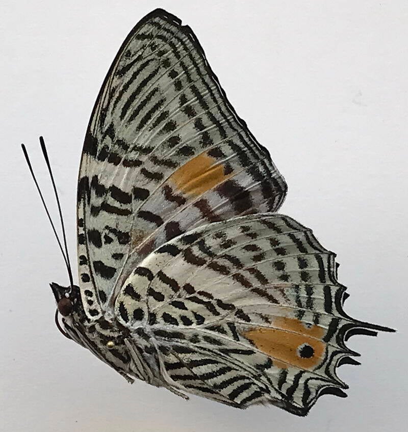 baeotus_aeilus_m_eq_v-standard.jpg