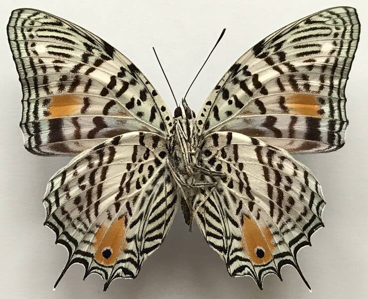 baeotus_aeilus_m_perou_v-standard.jpg