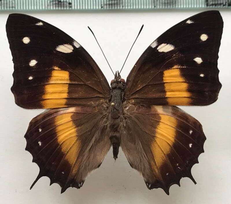 baeotus_deucalion_m_br-standard.jpg