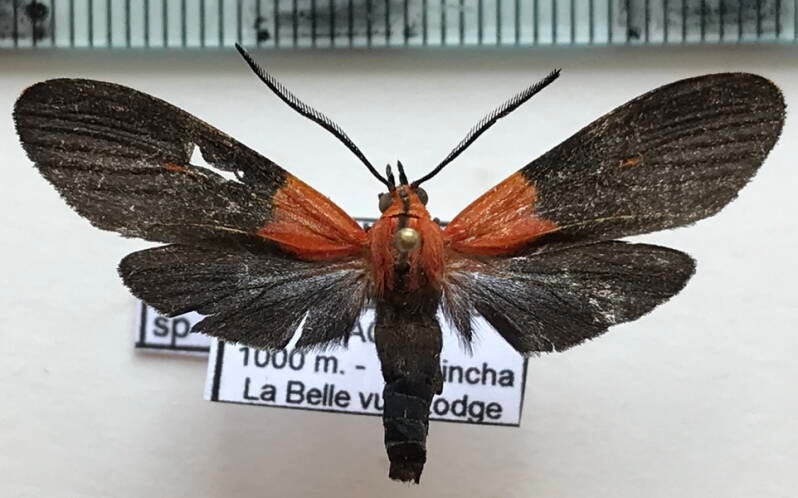 Balbura_sp183_m_Equateur