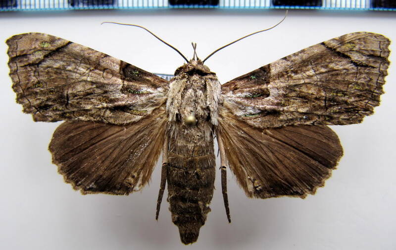 bardaxima_sp_gf-standard.jpg