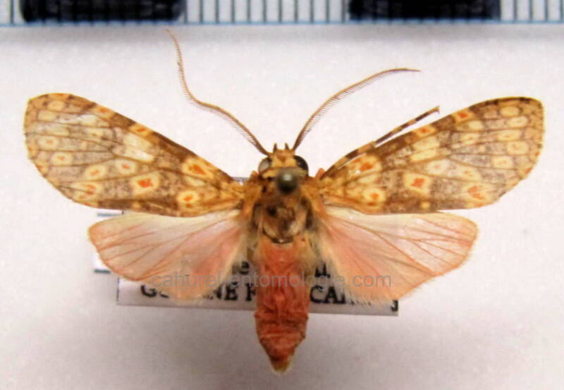 baritius_cyclozonata_gf-standard.jpg