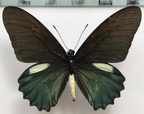 Battus belus mâle A1-  Equateur