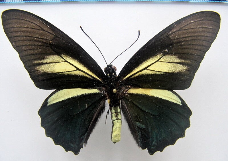 Battus crassus mâle A1-  Pérou